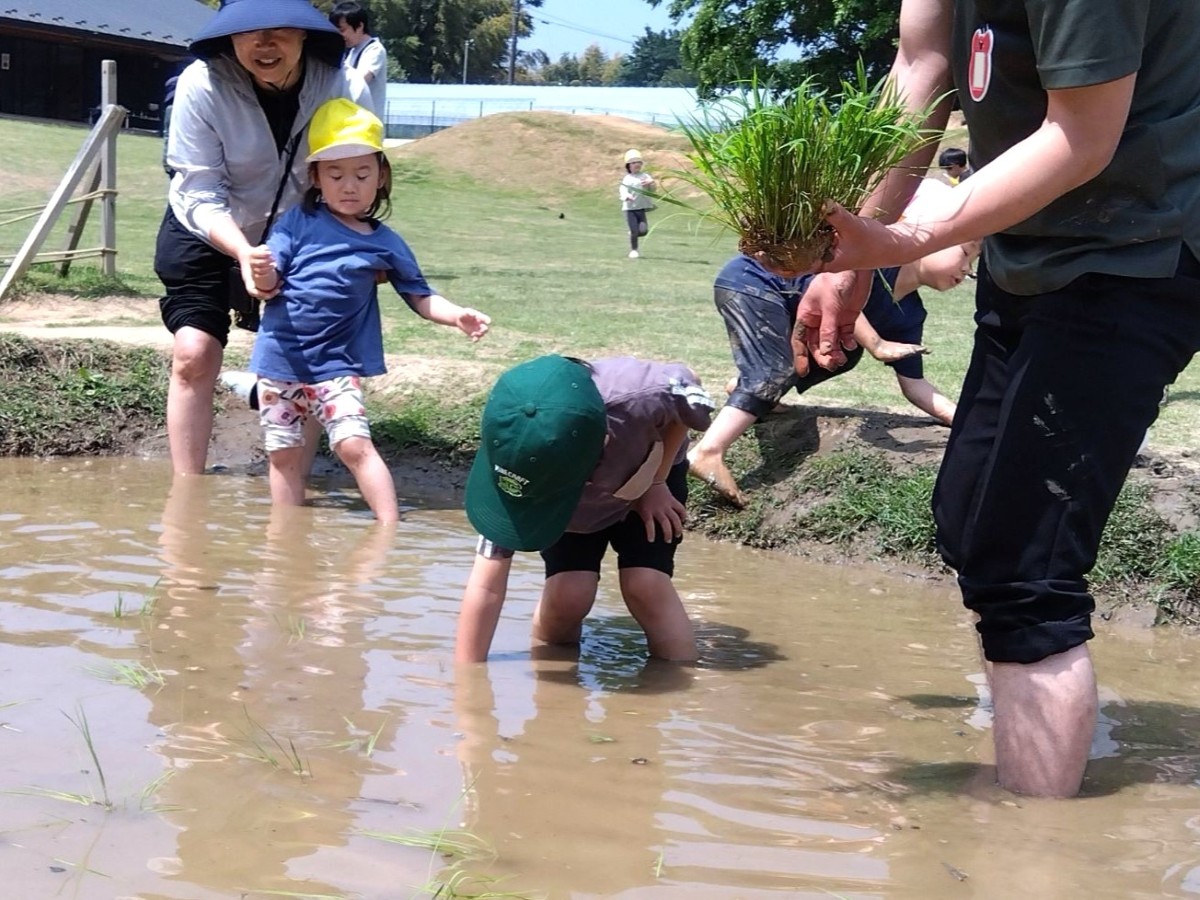 田んぼでは、稲の苗を手に持つ大人、田んぼの中に手を入れる子ども、もう一人の子どもの手と体を後ろから支えて一緒に歩く大人がいる。