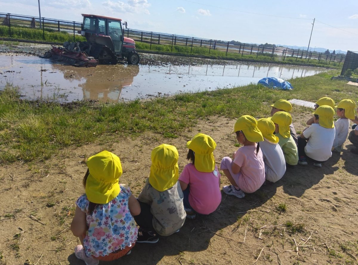 トラクターが田んぼの中に入り、子どもたちは田んぼの脇で一列に並んで座り、その様子を見ている。