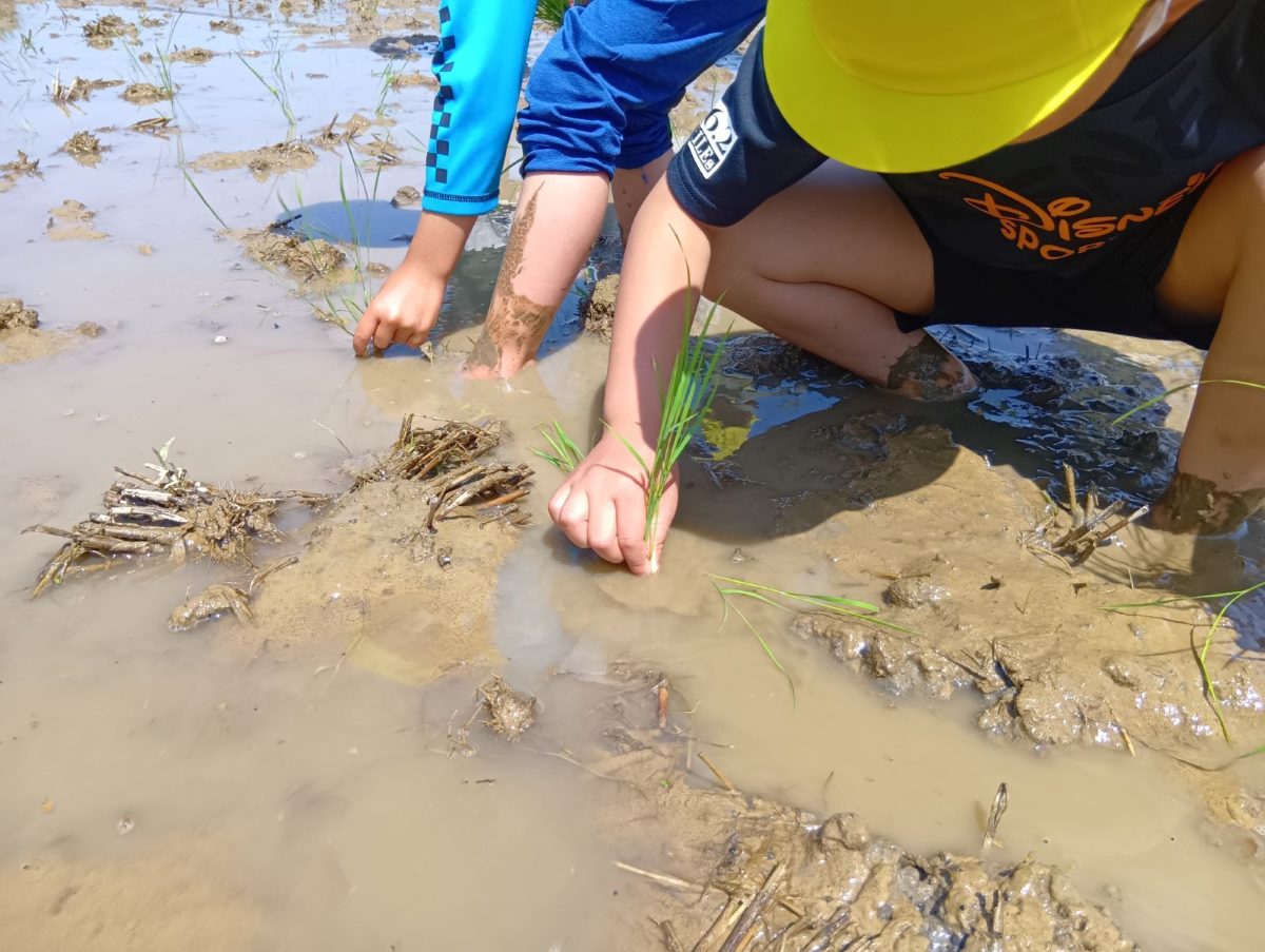 田んぼの中で、子どもがしゃがんで苗を植えている。