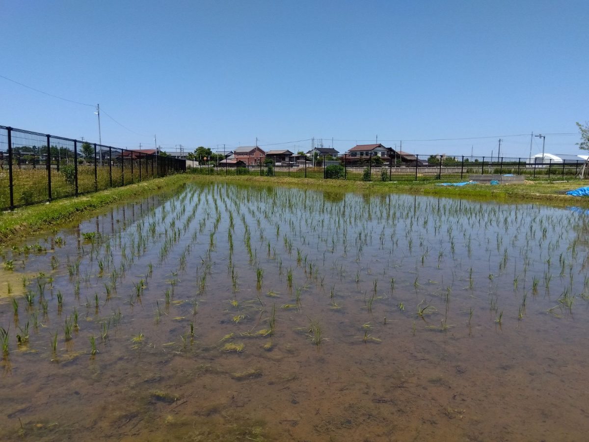 苗を植え終わった一面の田んぼ。