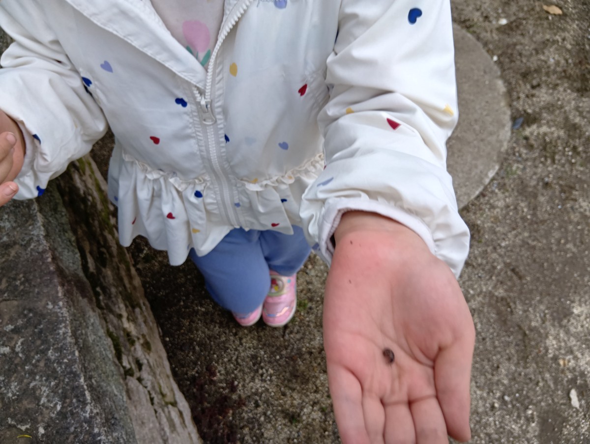 一人の子どもが、掌にのせたダンゴムシを見せている