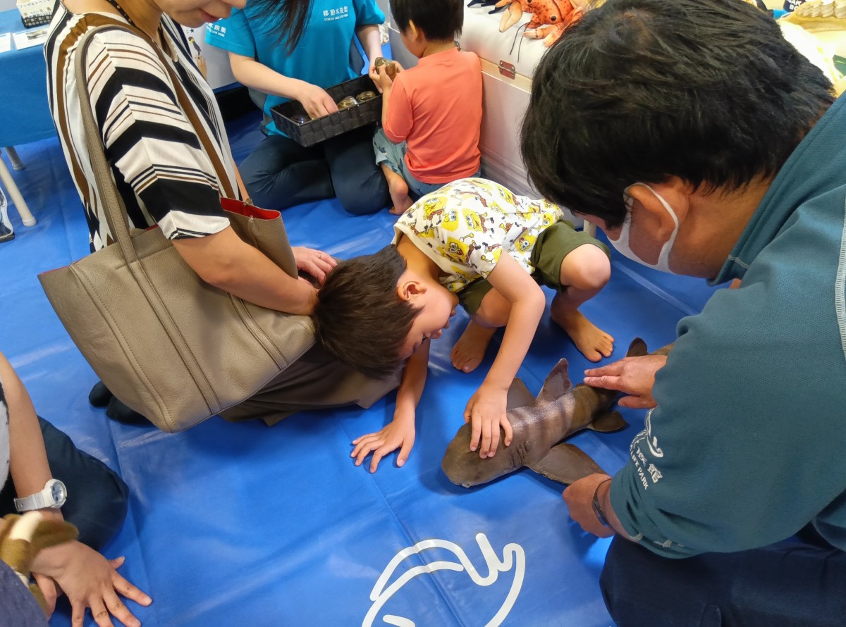 サメの剥製を触り横から覗き込む子どもと後ろでその様子を見守る大人