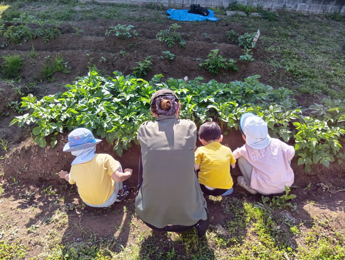 ジャガイモの葉が大きくなったのを見ている大人と子どもたちの後ろ姿