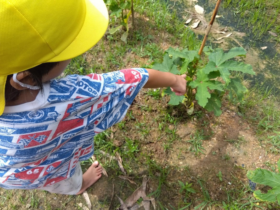 一人の子どもがオクラの小さい実を指さしている