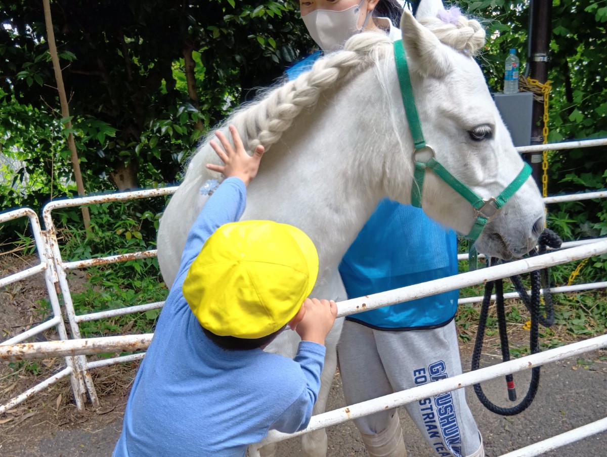 鬣を三つ編みにした白馬に手を伸ばす子ども