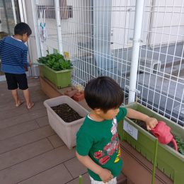 発達支援つむぎ 桶川「野菜の成長を身近に感じる経験」