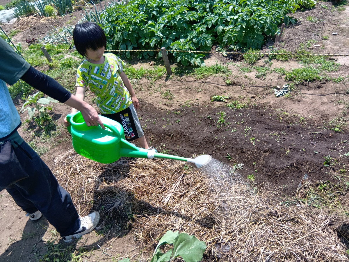 畑では大人と子どもがじょうろを一緒に持ち水をあげている