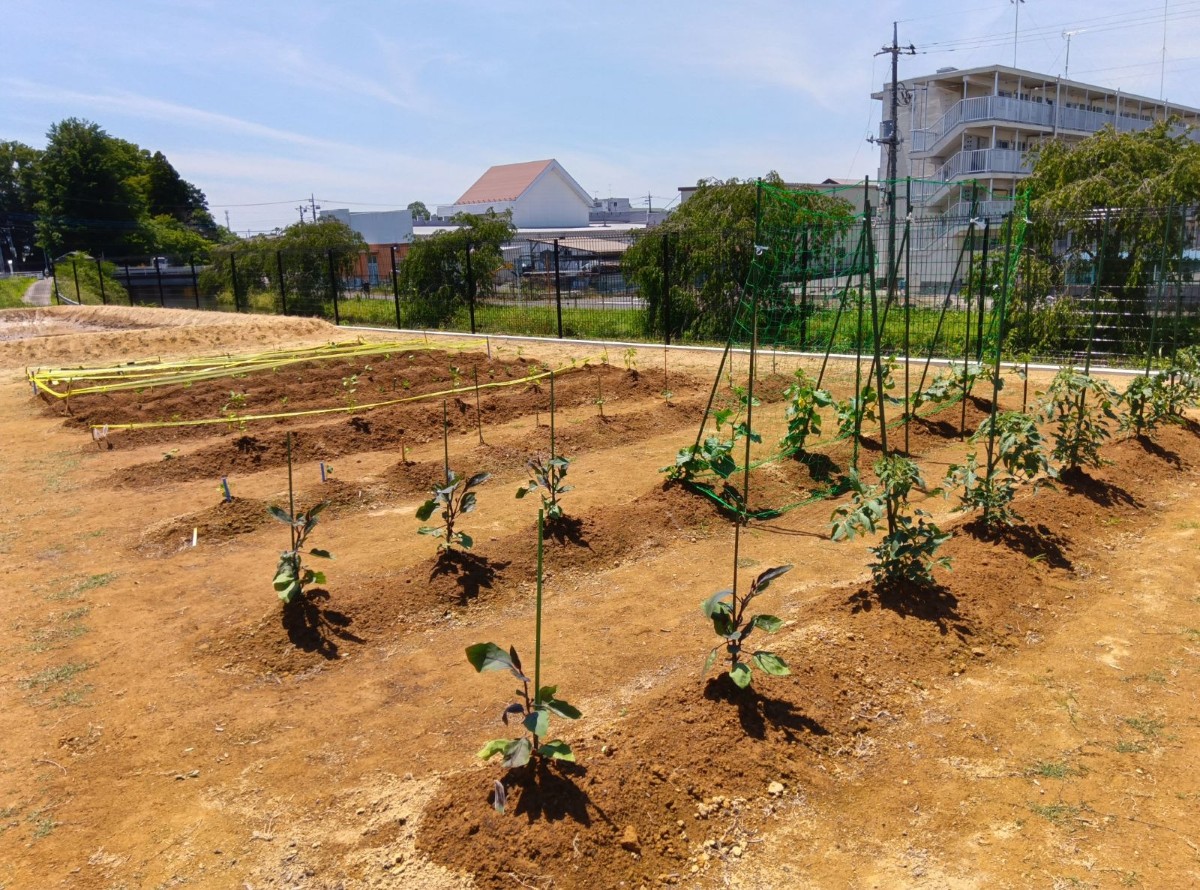なすやきゅうりの苗が植えられた広々とした畑