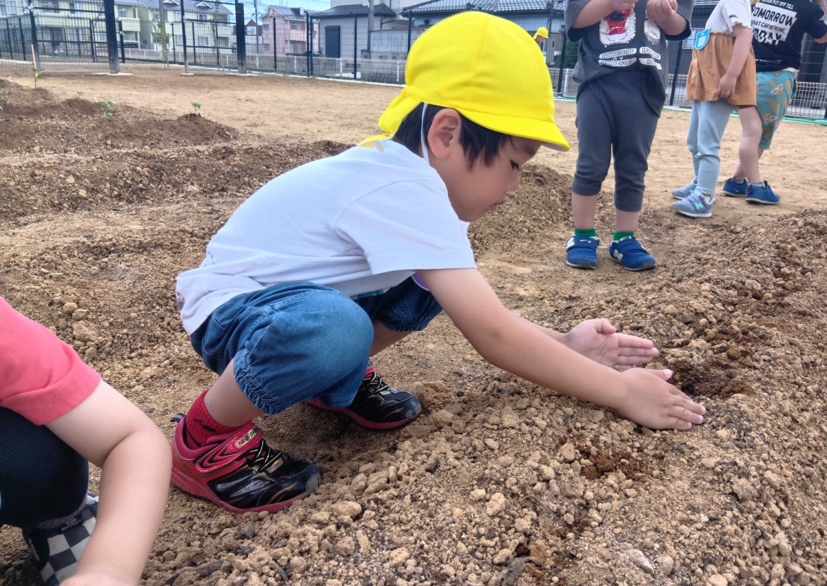 畑では、子どもが種に土をかけている