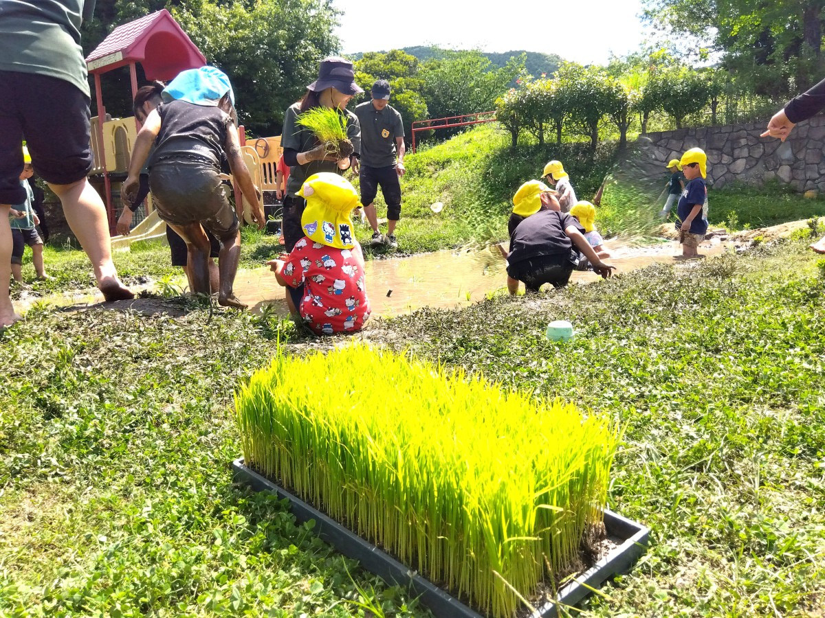 園庭の田んぼでは、苗を手に持ち田植えをする子たちと、周囲を歩いている子がいる