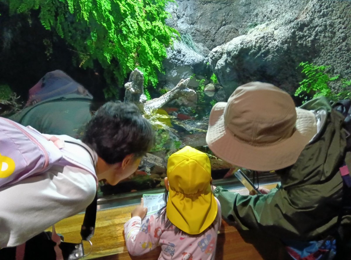 資料を手に持った子どもとその両親が水槽の近くで中をよく見ている