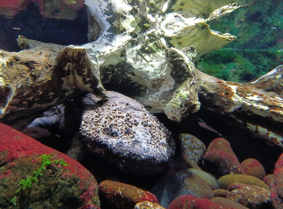 水槽の中で石と木の間に潜むオオサンショウウオ