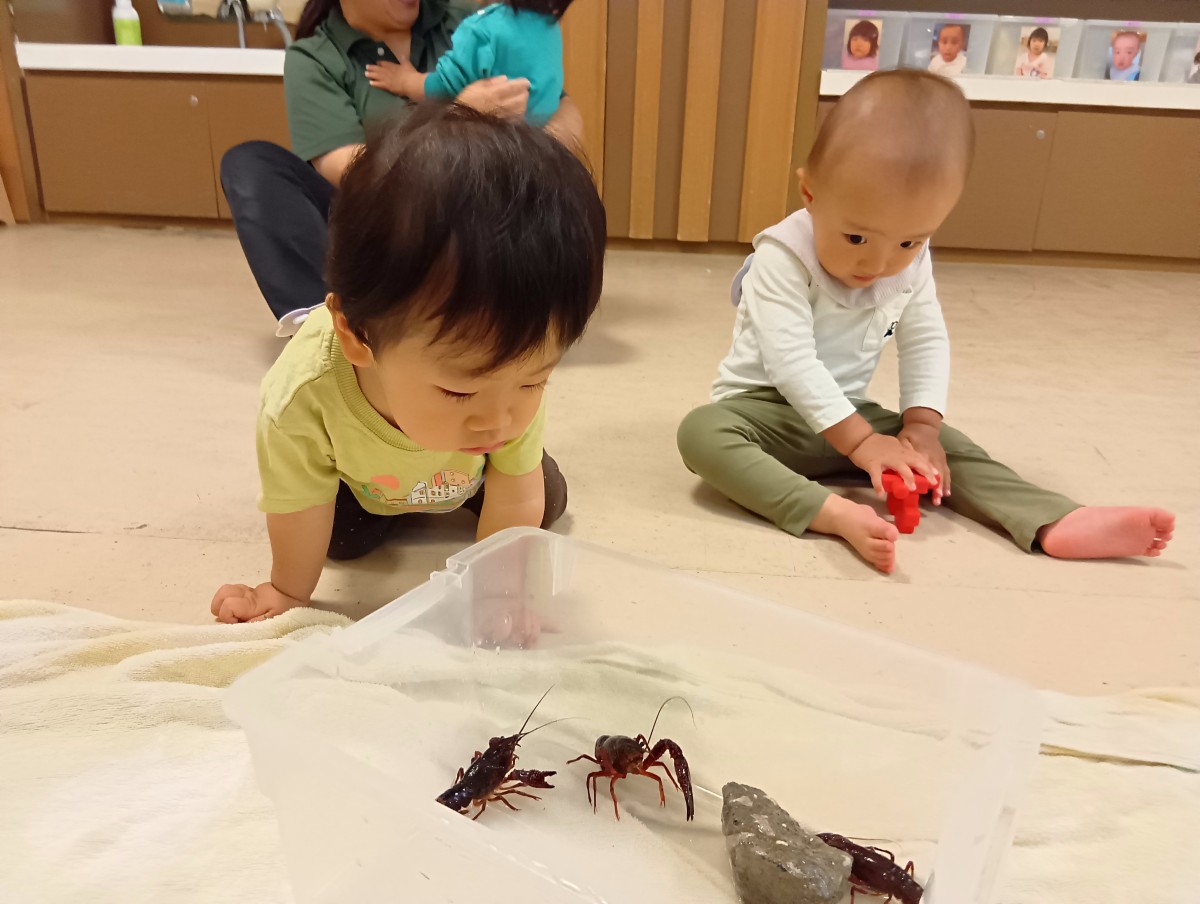 室内には、プラケースの中に入っている3匹のザリガニを覗き込んでみる子、少し離れた場所から玩具を手に持ちながら見る子、その後ろで大人に抱かれて顔を見合わせている子などがいる