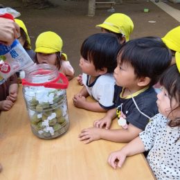 朝霞どろんこ保育園「梅ジュース作り」
