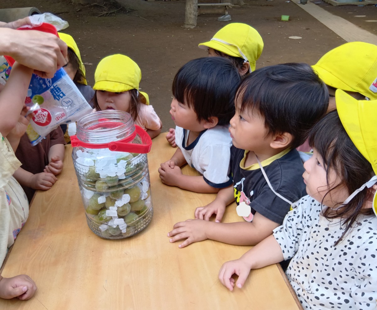 一人の子どもが大人と一緒に梅が瓶の中に砂糖を入れ、その様子を多くの子どもたちがみている