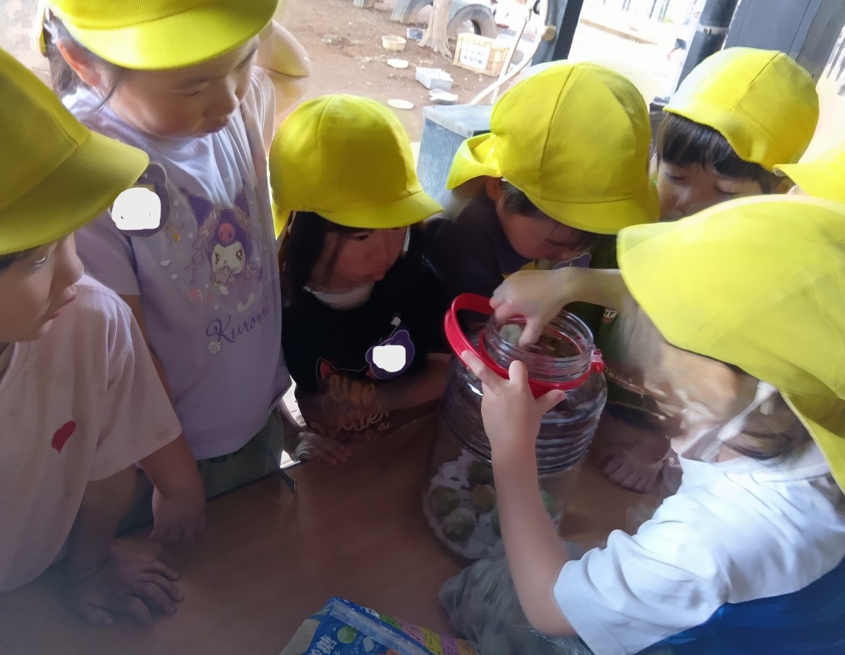 一人の子どもが梅が瓶の中に砂糖を入れ、その様子を多くの子どもたちがみている