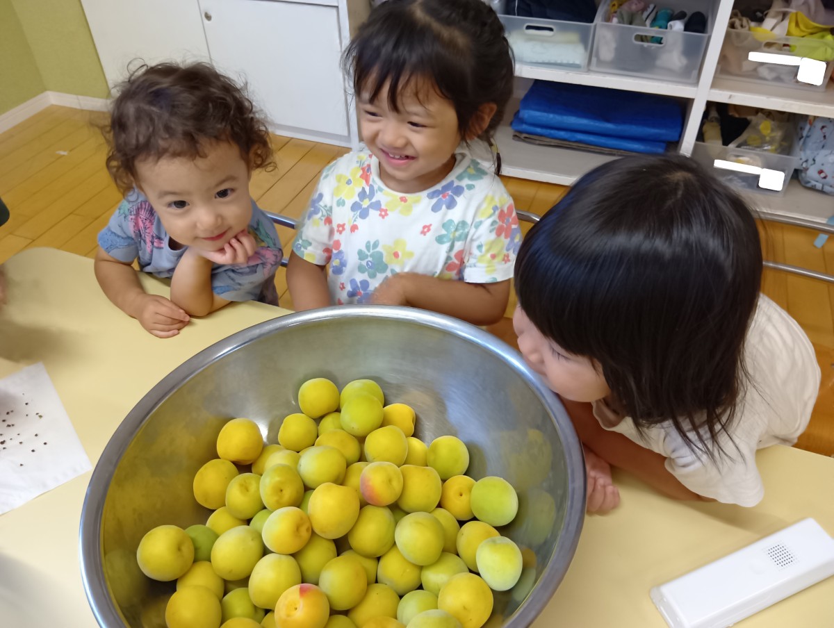 大きなボウルの中にたくさんのヘタが取られた梅が入っており、3人の子どもが笑顔でボウルの中を覗き込んでいる