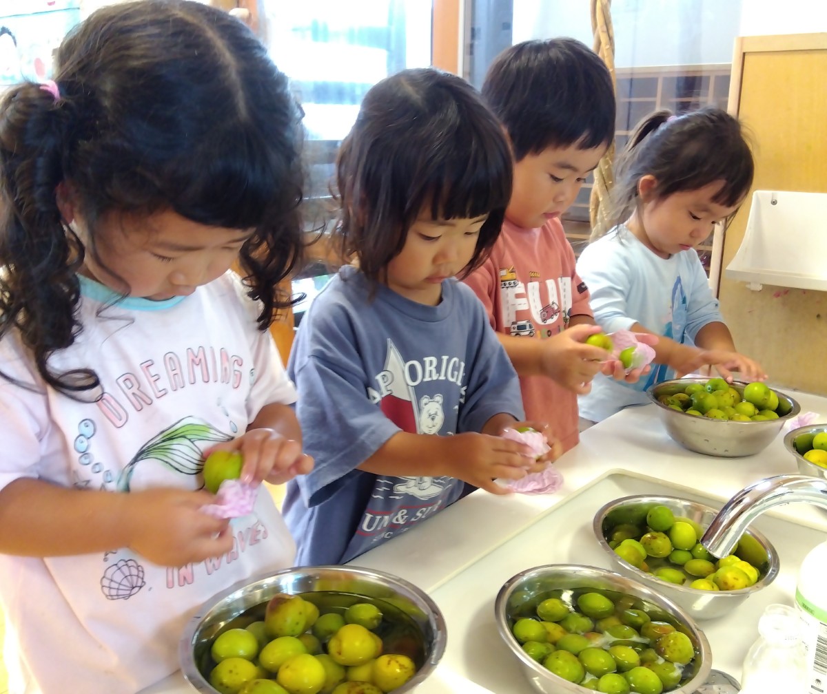 水道場では、1歳児たちが水に浸った梅をタオルを使って拭いている