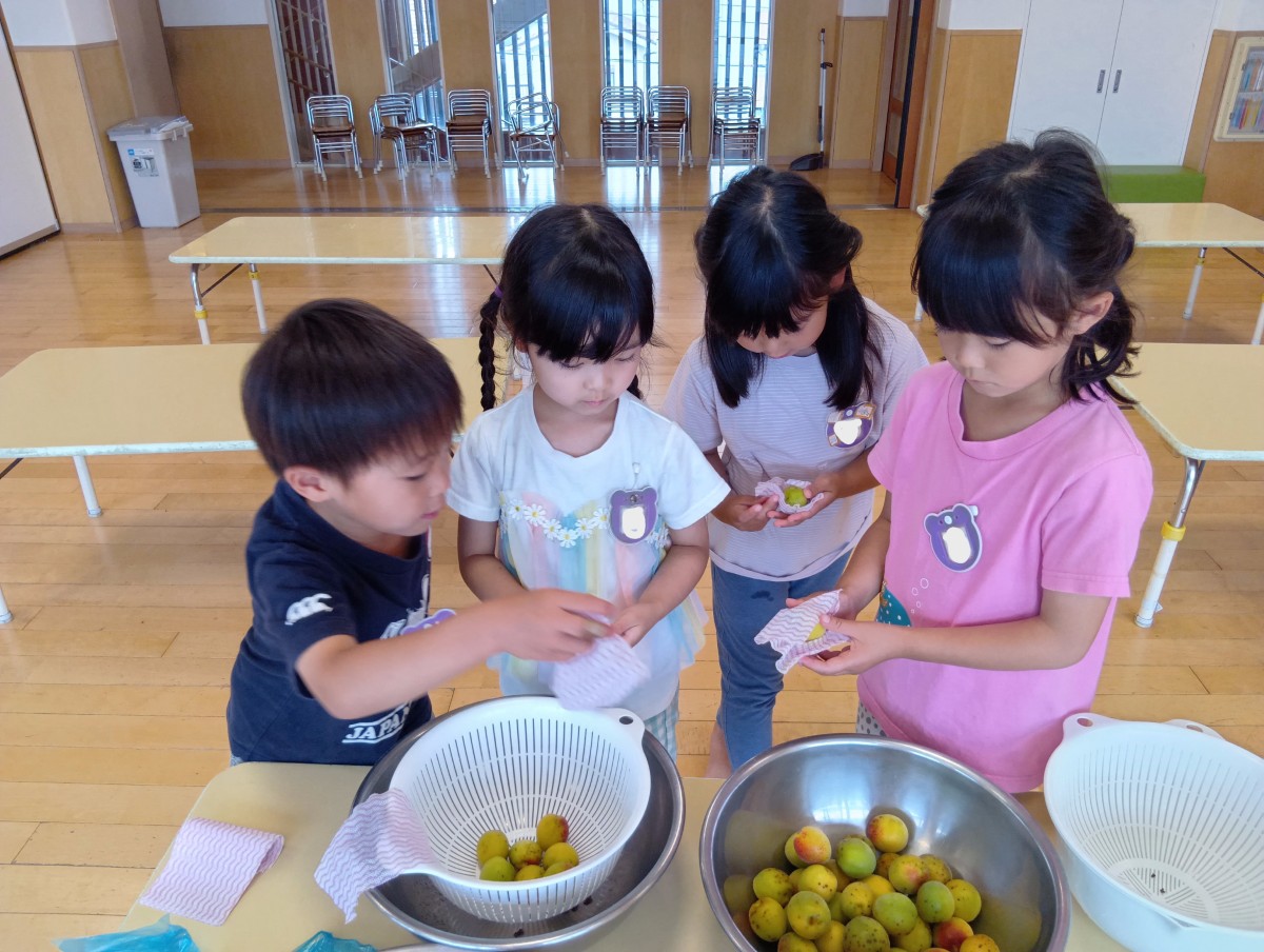 子どもたちは洗った梅の水気をふき取っている