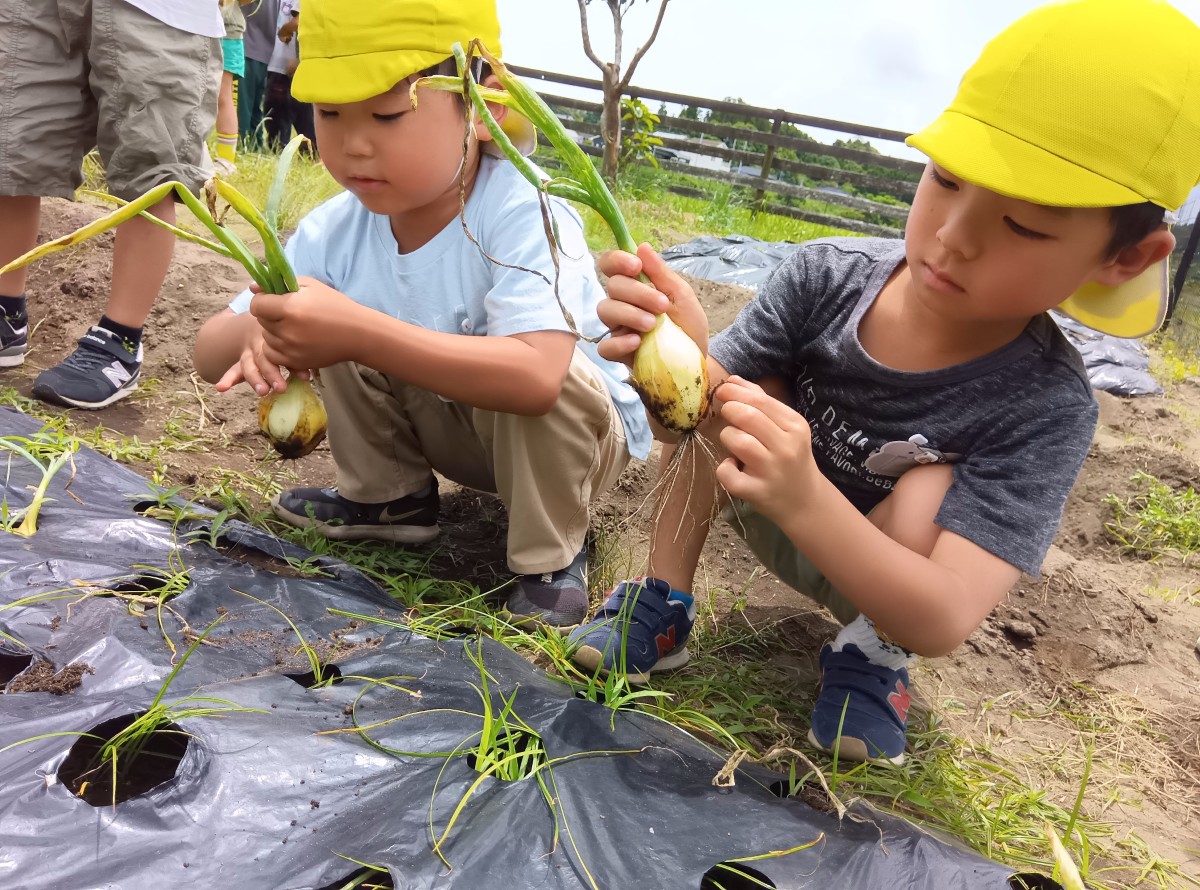 畑で子どもたちが玉ねぎを収穫している