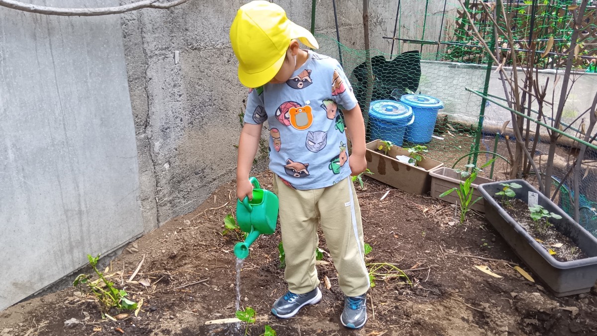 畑では、一人の子どもが芽が出た植物にじょうろで水をあげている