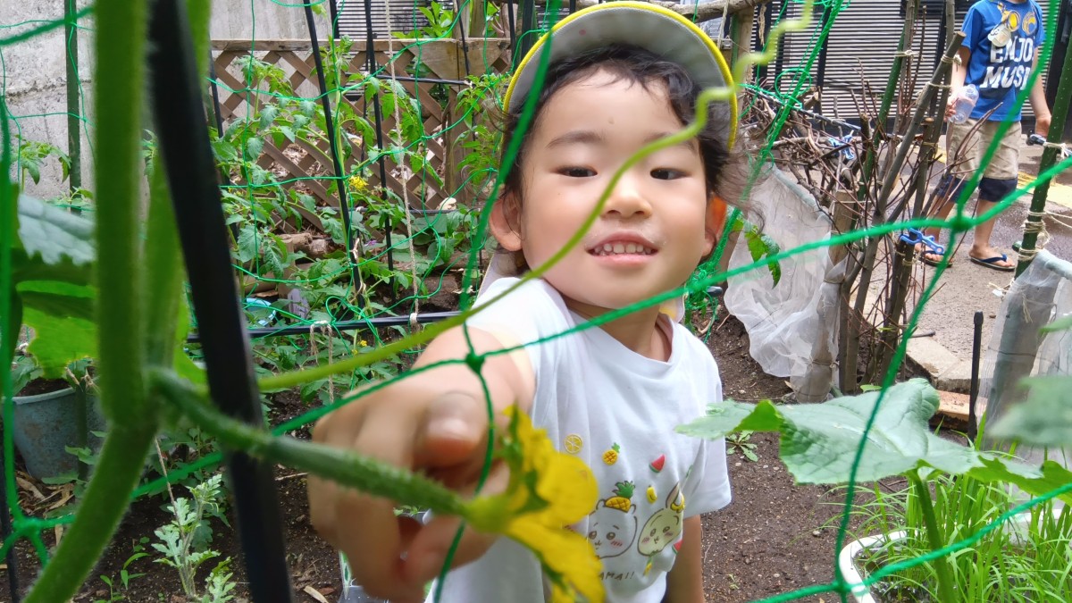 一人のこどもが、小さなきゅうりの実を見つけて指さししている