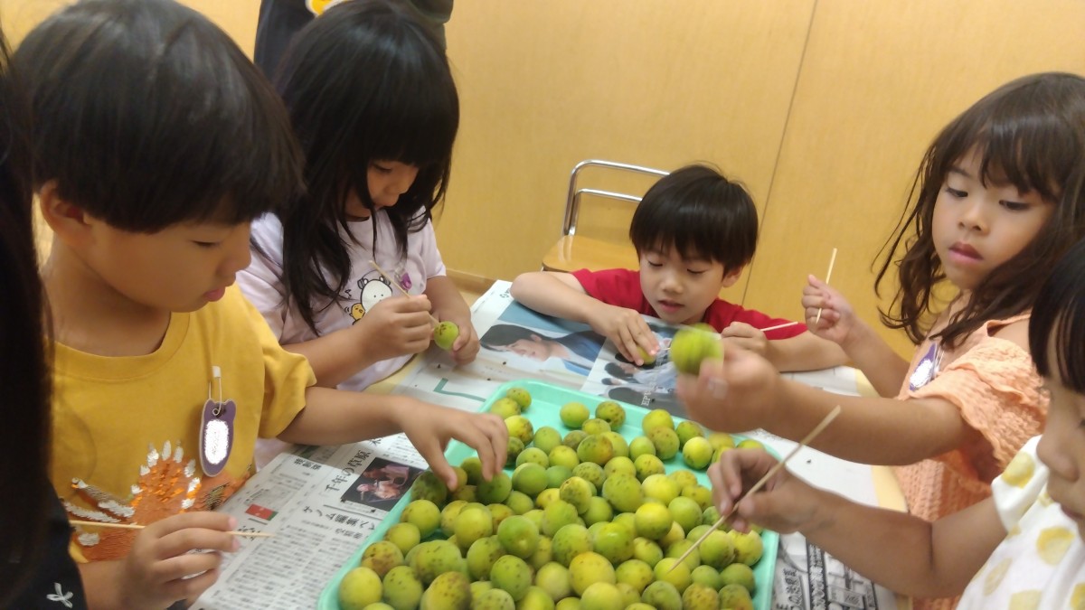 子どもたちは竹串を使って梅のヘタを取っている