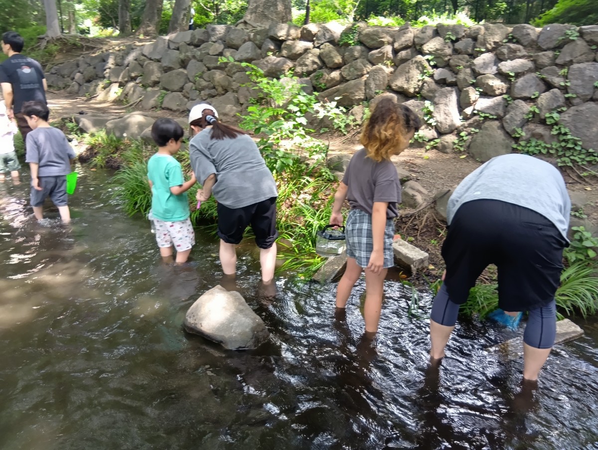 虫取り網やかごを持った大人と子どもたちが川に入って生き物を探している