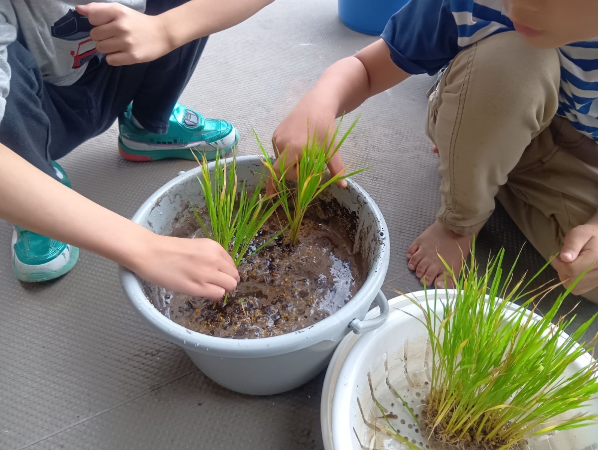 子どもたちは土と水が入ったバケツに稲の苗を植えている