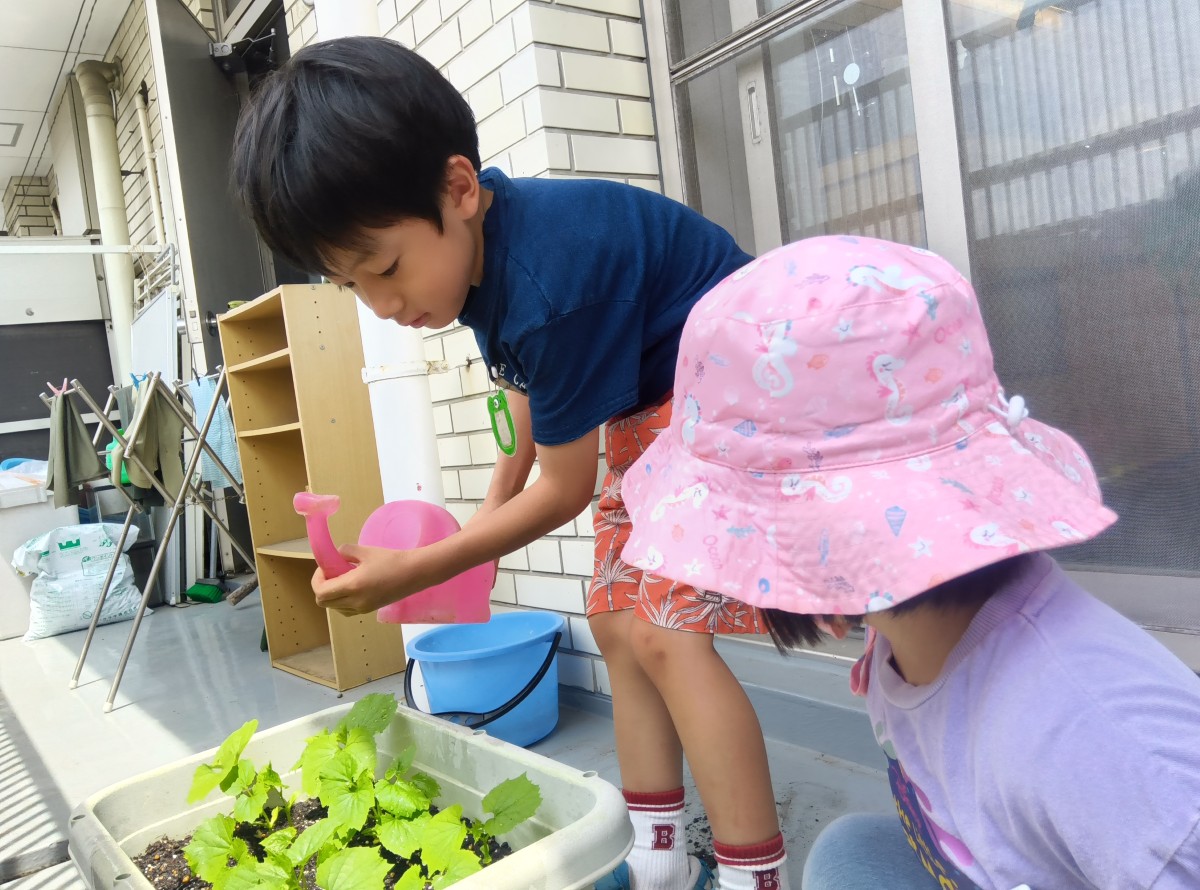 一人の子どもがプランターで育てているゴーヤの芽にじょうろで水をあげている