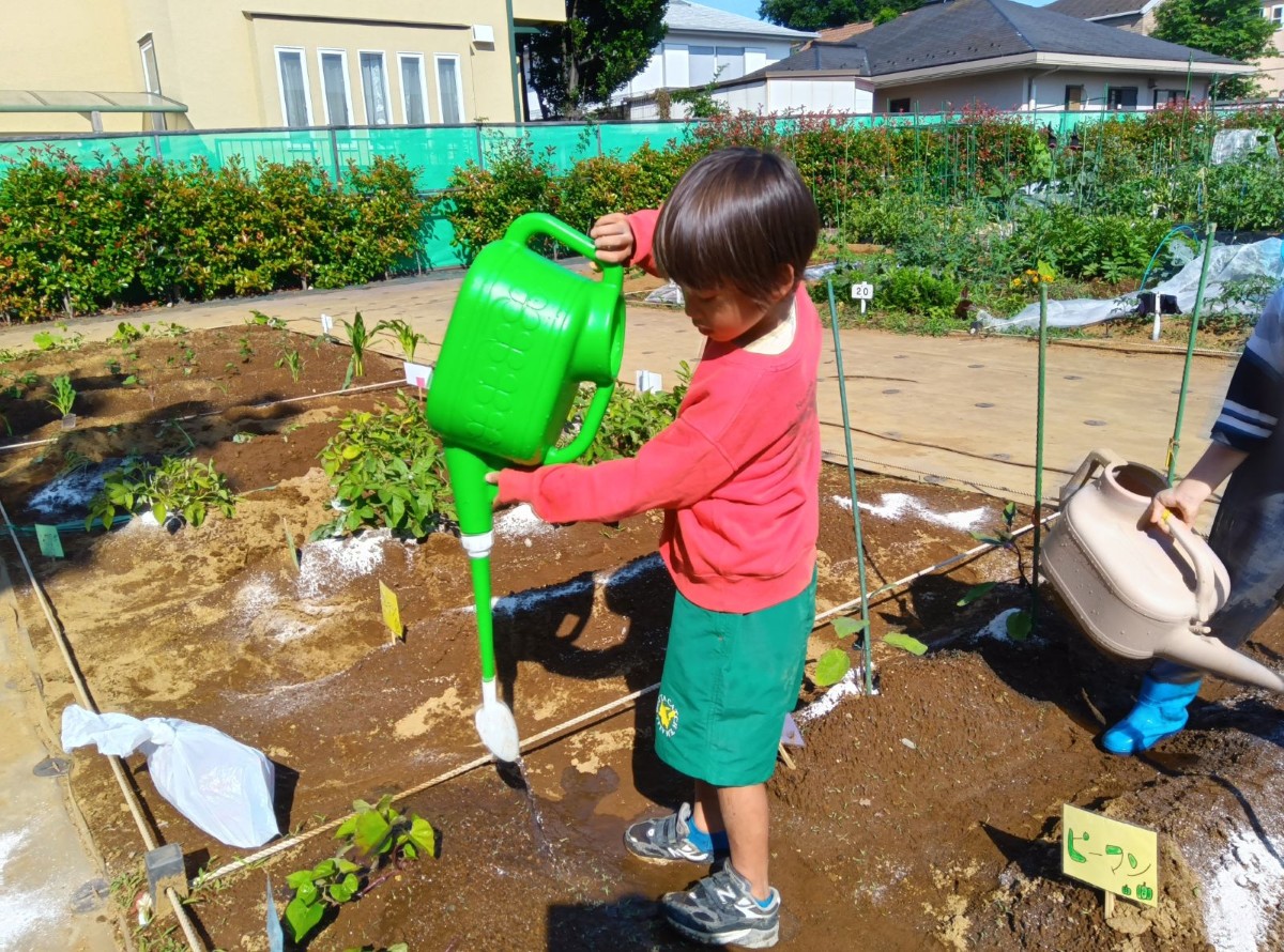 畑では、子どもたちが大きなじょうろで野菜の芽に水をあげている