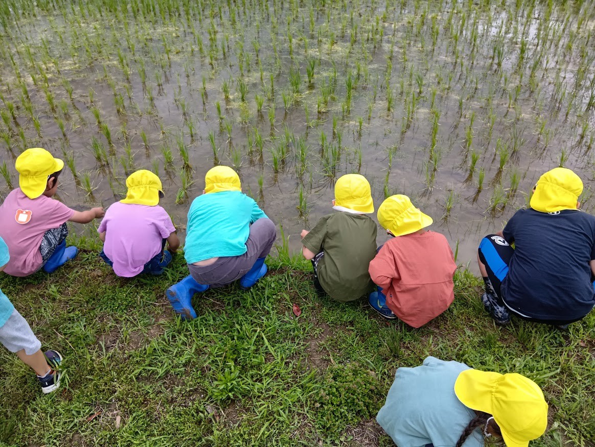 目の前に広がる田んぼの水を覗き込むこどもたちの後ろ姿