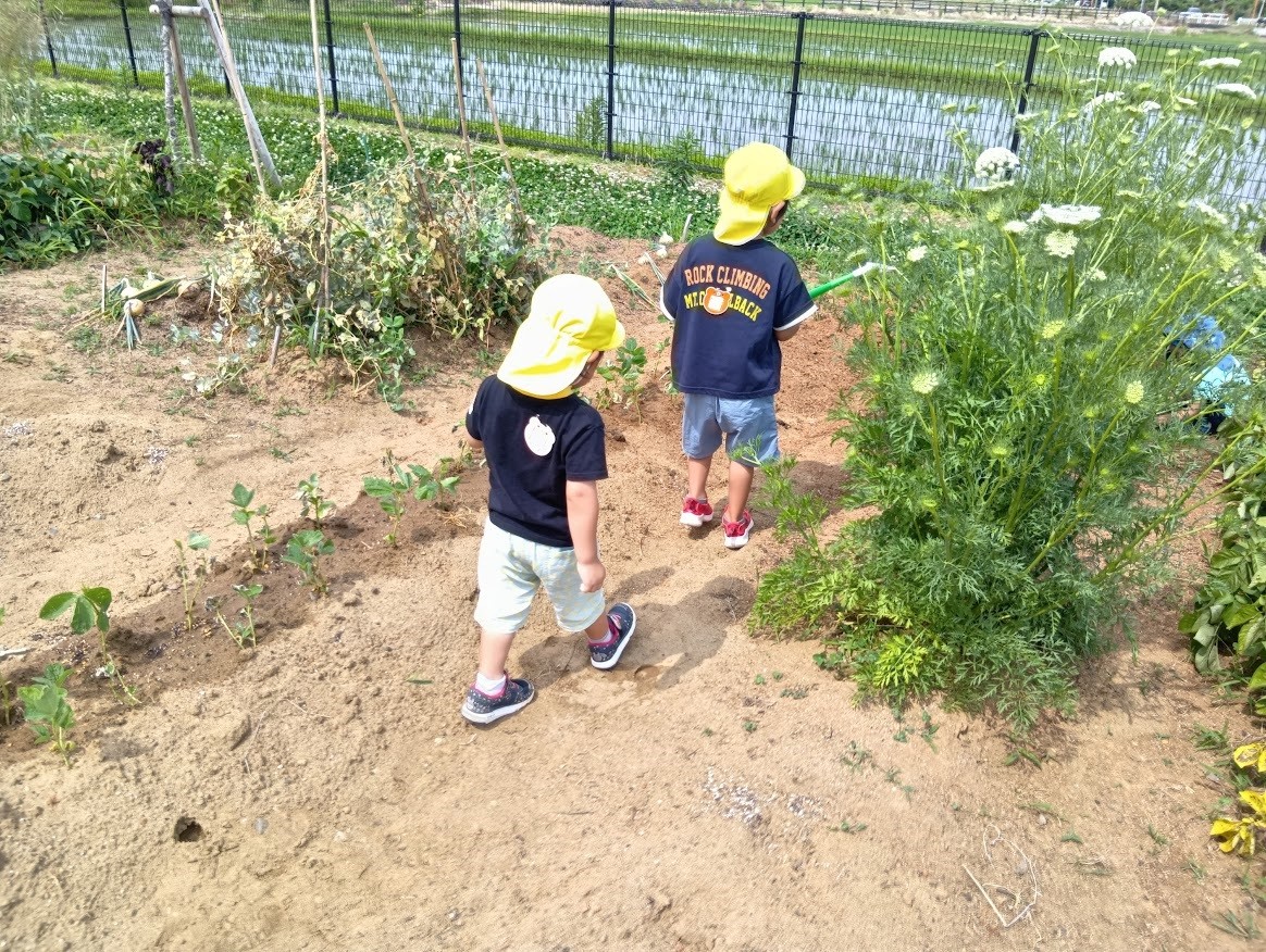 子どもたちはじょうろを持って畑に向かっている