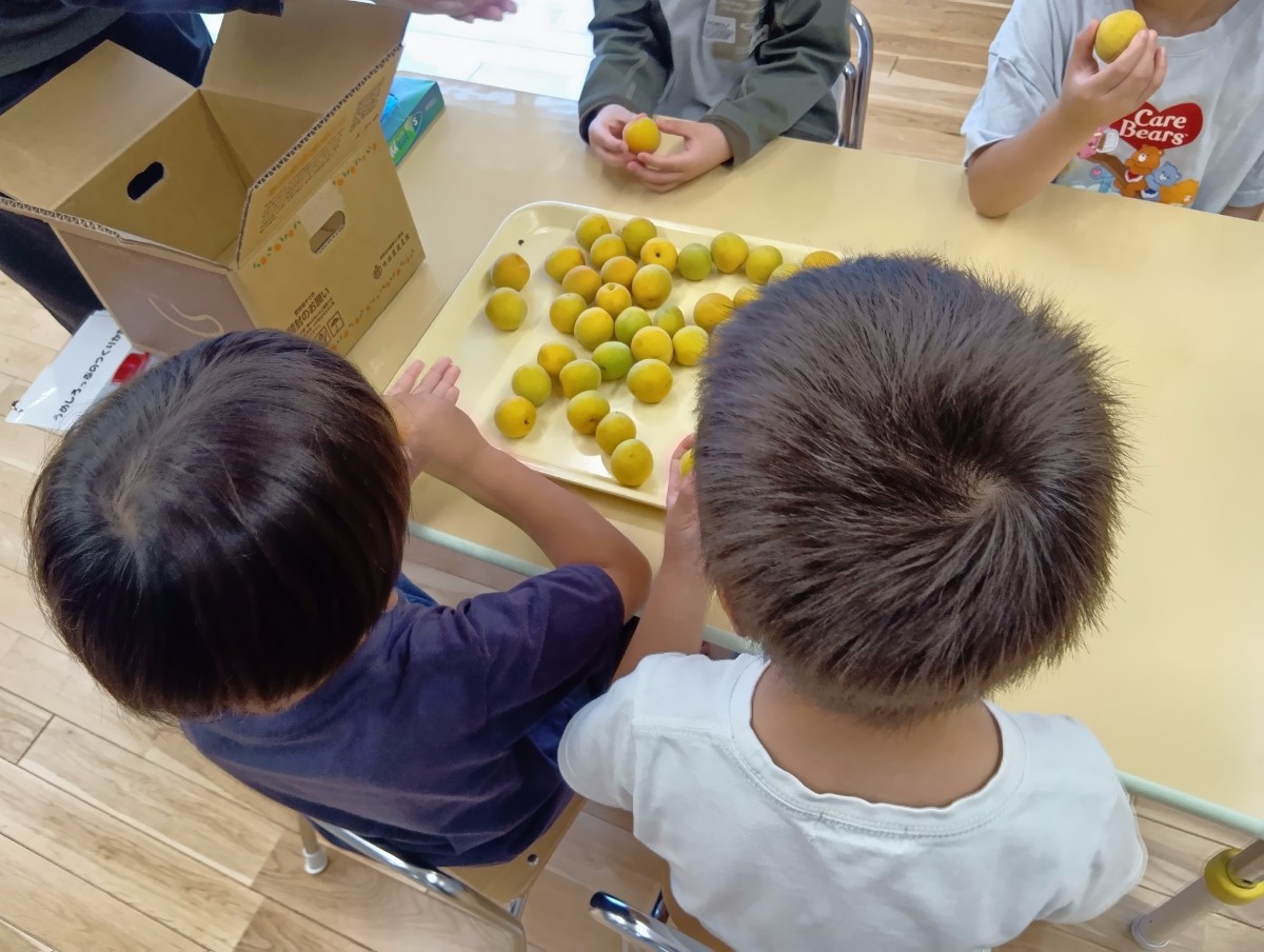 子どもたちは梅を嗅いだり、掌で感触を味わったりしている
