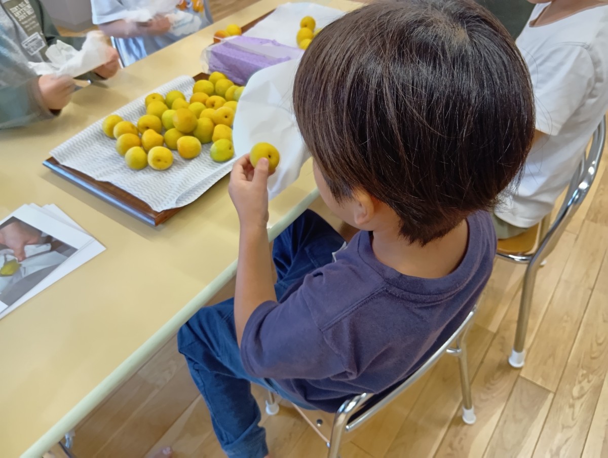 子どもたちは手順が印刷された紙を見ながら、梅の水気をふき取っている