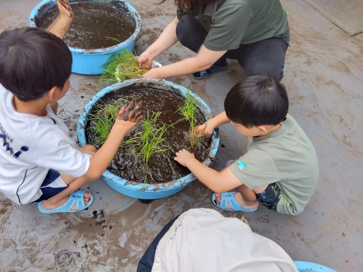 子どもたちはたらいに稲の苗を倒れないように泥を寄せて植えている