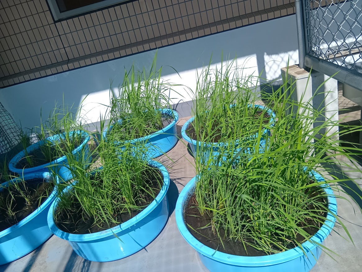 ベランダには、苗が植え終わった6つのたらい田んぼが並んでいる