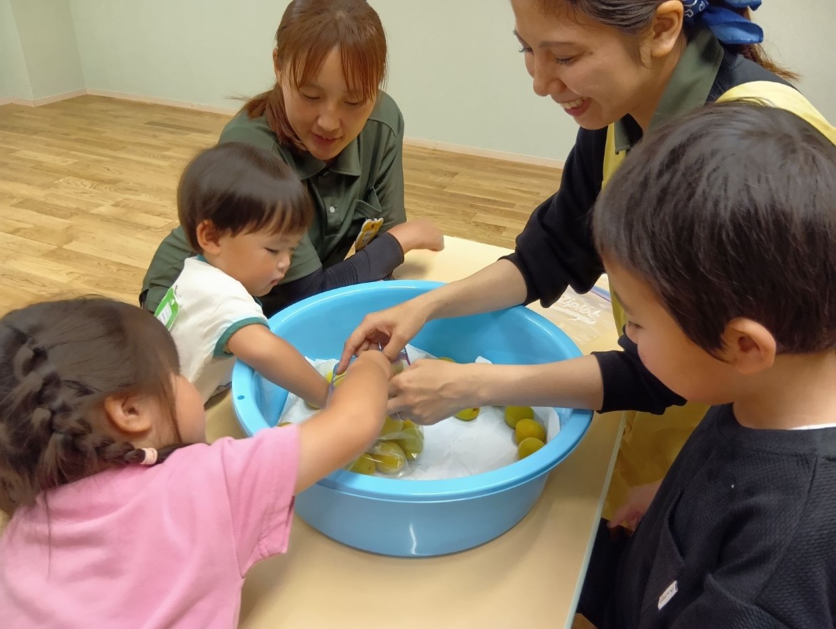 大きなたらいとポリ袋に梅が入っており、子どもたちは梅に手を伸ばしている