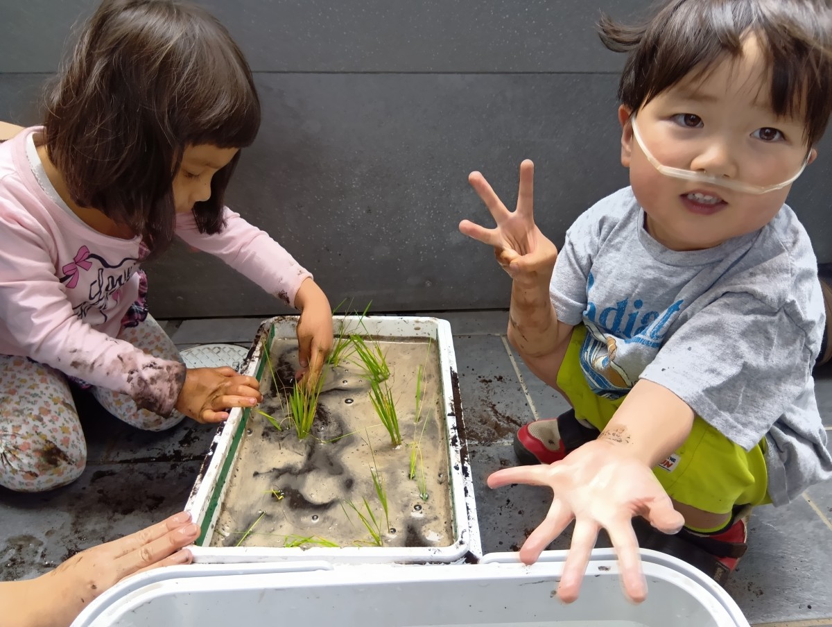 子どもたちは発泡スチロールの中の土に稲の苗を植えている