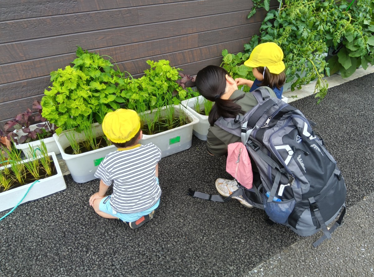 一人の大人と二人の子どもがプランターの植物や稲を観察している
