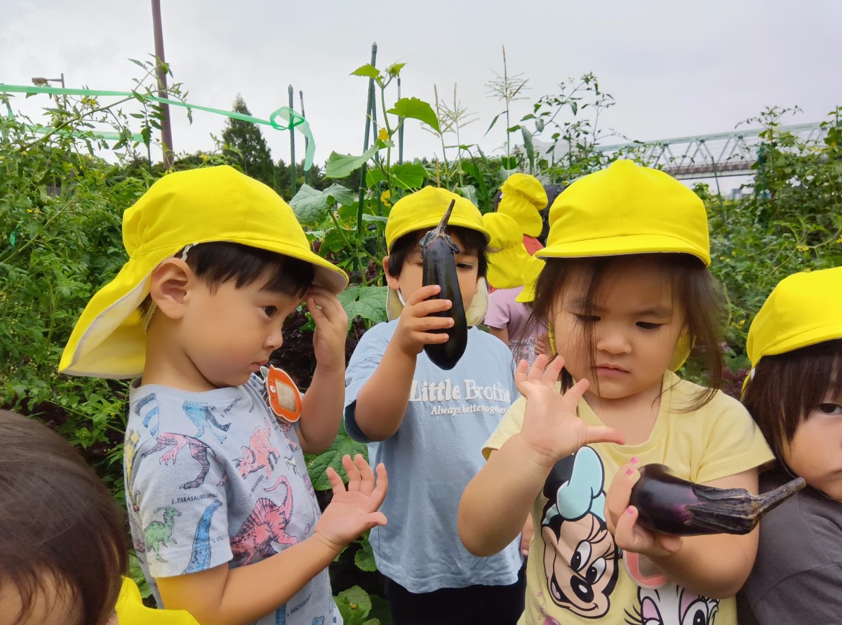 畑では、子どもたちは大きく成長したナスを収穫し手に持っている