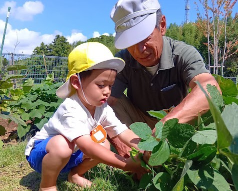 畑では、一人の大人と一人の子どもがしゃがんで同じ植物に手を伸ばしている