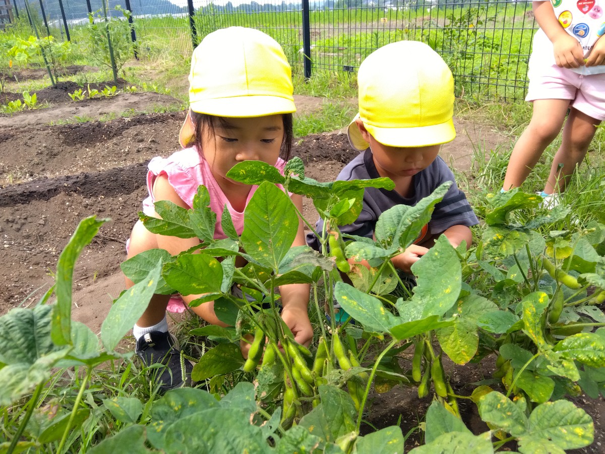畑では、たくさんの枝豆が実り、子どもたちはしゃがんで枝豆に手を伸ばしている
