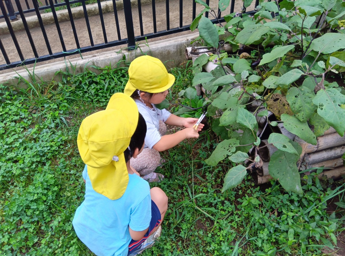 畑では、子どもがハサミでナスのヘタの上の茎を切ろうとしている