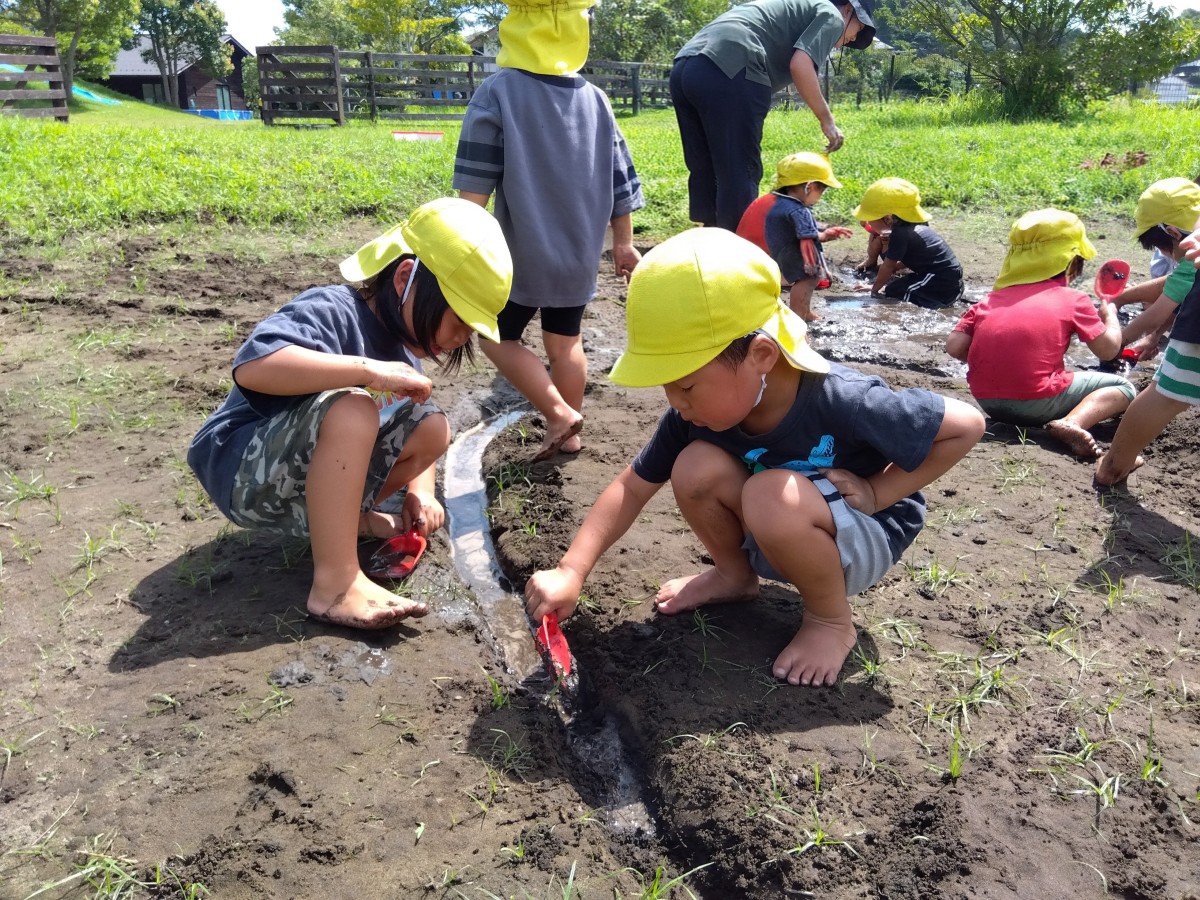 子どもたちは小さな小川をシャベルで掘って水路を作っている"