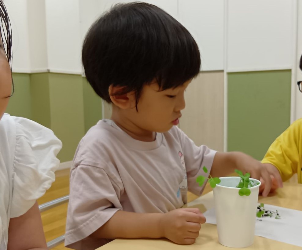 紙コップにカブの芽が出ており、子どもが芽を観察している