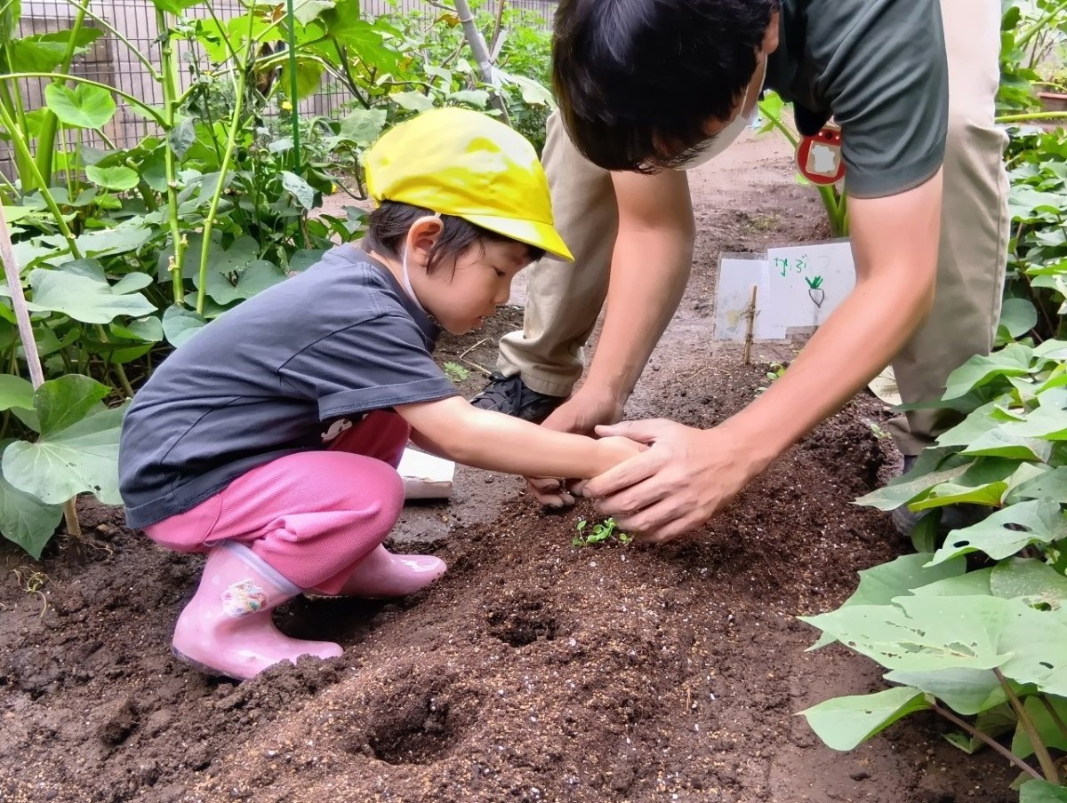 育てたカブの苗を大人と子どもで畑に植えている