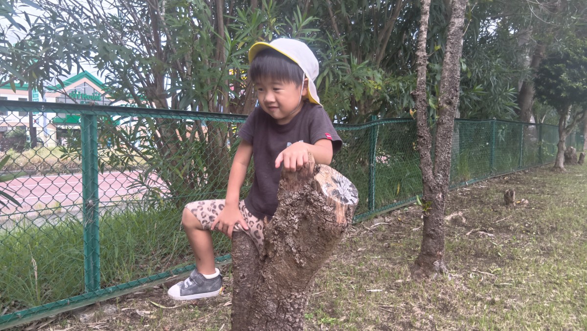 一人の子どもが木の登って何かを見ている