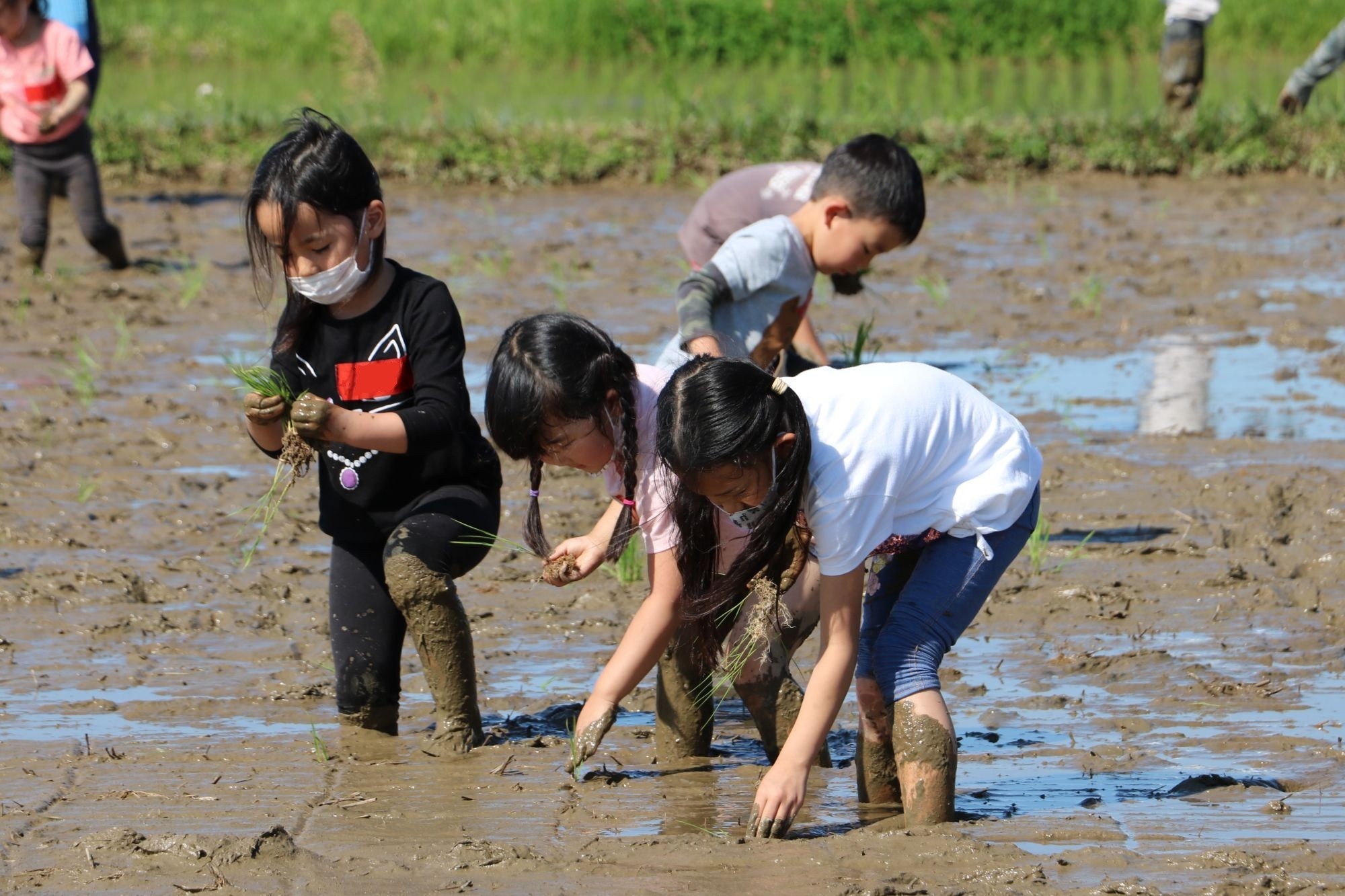 田植えをする子どもたち