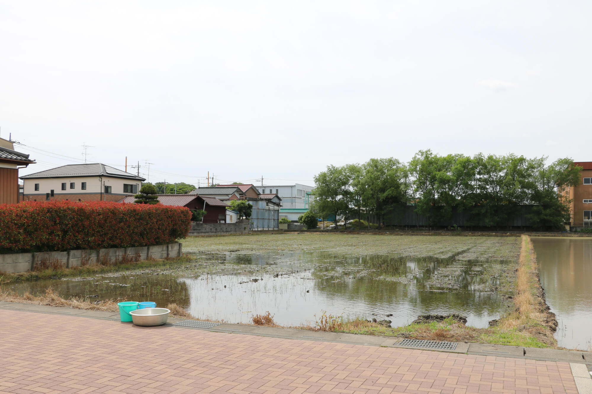 今回お借りした、お隣の草加市にある田んぼ